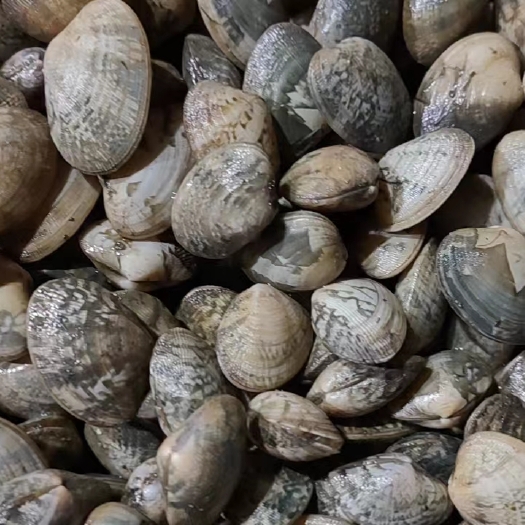 北海批发花蛤苗量大从优
