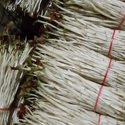 成都鱼腥草嫩芽