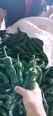 昌江县皱皮椒