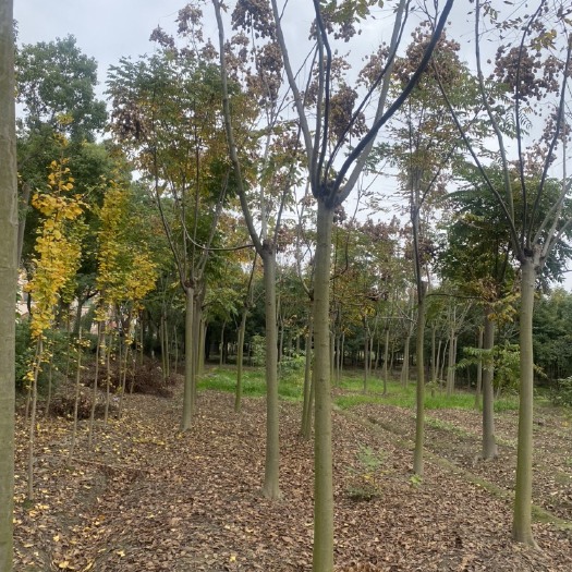 海宁市黄山栾树，浙江栾树批发8-12公分
