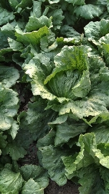 滦南县生菜