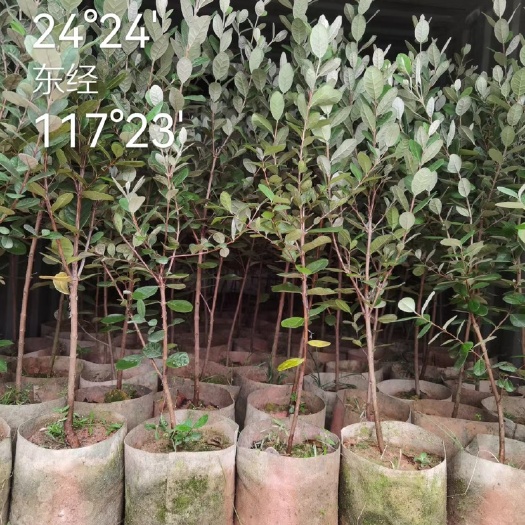 平和县菲油果苗