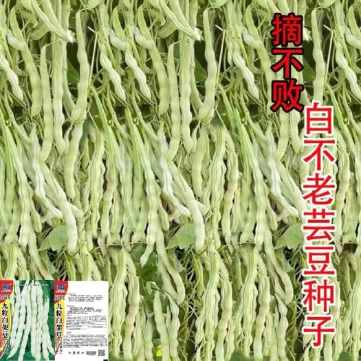 长沙九粒白芸豆种子豆角种籽四季豆架豆种子春秋季蔬菜种子农家种
