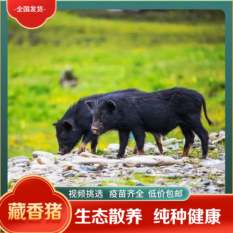 永修县清场处理纯种藏香猪