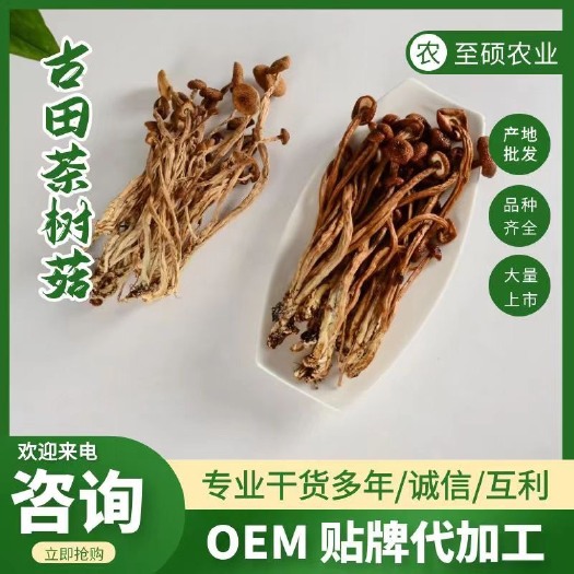古田县福建茶树菇古田特产年货产地直发
