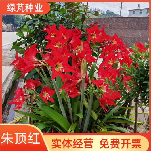 国产朱顶红种球土朱单瓣多年生四季种植室外阳台盆栽庭院花卉植物