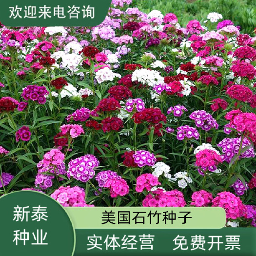 美国石竹种子五彩石竹耐寒草花少女石竹五彩石竹种子多年生花