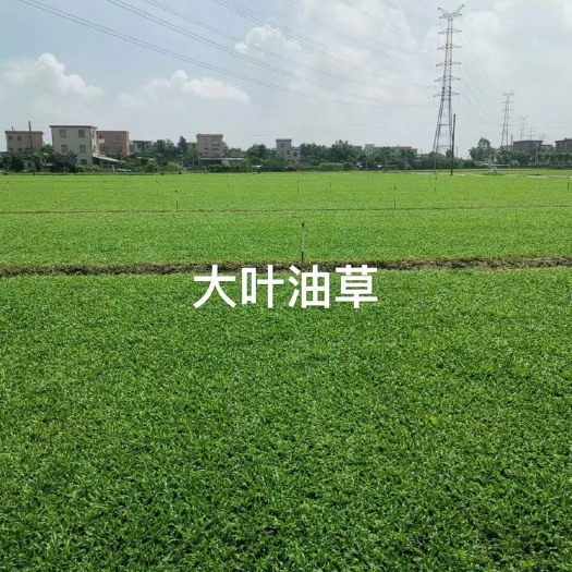 广州大叶油草，一手货源