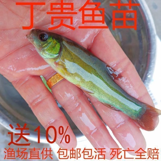 佛山丁桂鱼苗，丁桂鱼，冷水鱼，渔场直供，技术指导，存活率保障