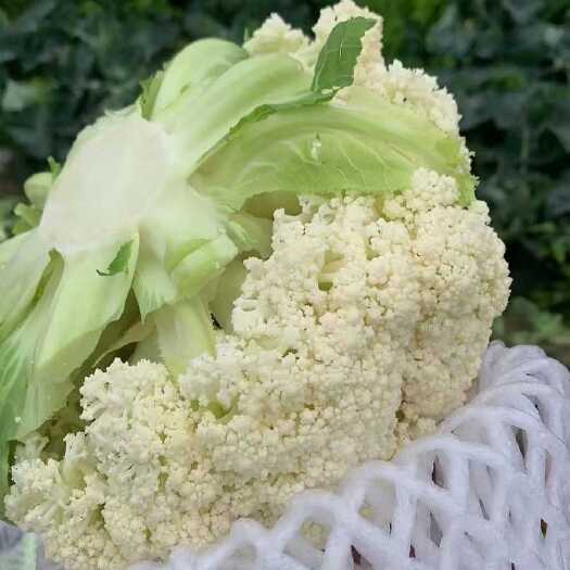 郯城县松花菜、基地直供、货源充足-保证质量。