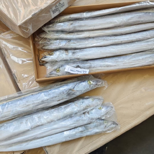 福州带鱼批发伊朗带鱼阿曼带鱼印尼带鱼批发一手货源