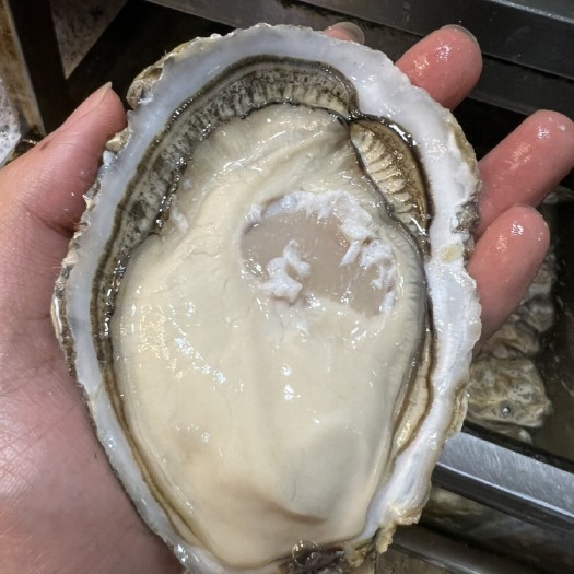 广州乳山生蚝