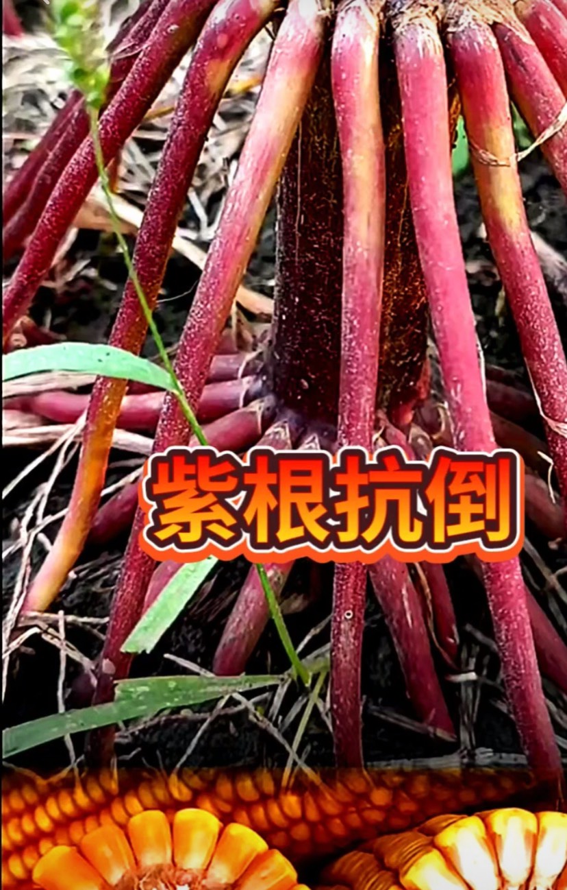 国审美联5917抗倒伏能力强、棒子大产量高地区2500