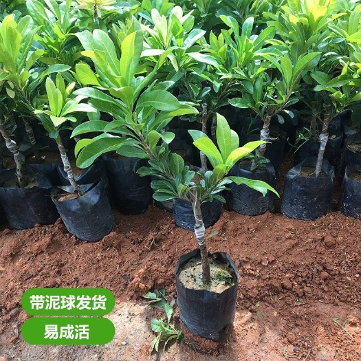 灵山县杨梅树苗嫁接苗特大东魁六月黑炭杨梅苗早晚熟带土带叶广东省发货