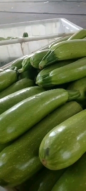 平邑县精，品，西葫芦大量供应