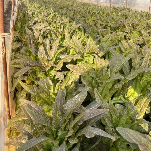 芜湖红叶莴笋大量上市，不空心不起苔，产地直销