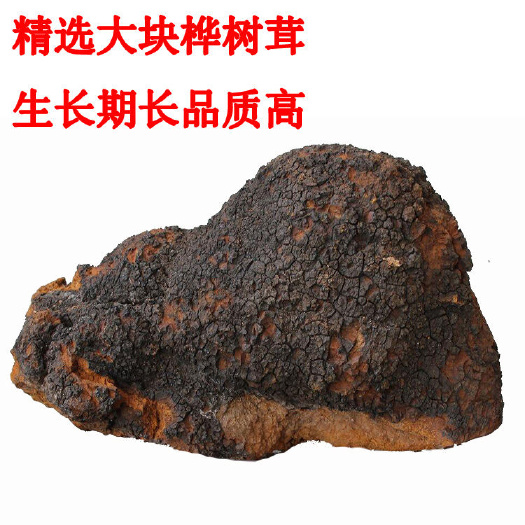 小金县川西高原，原始森林的白桦茸，桦树茸，桦褐孔菌