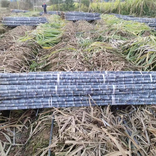 广东黑皮甘蔗汁多皮薄产地现砍现发货源充足可叫回头车诚信经营
