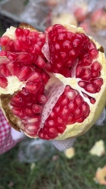 西安临潼石榴
