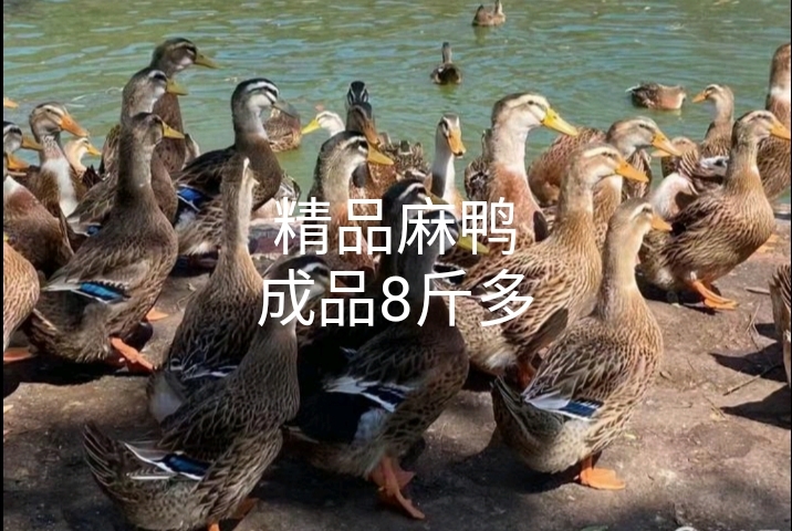 昆明云南优质大种麻鸭苗，成品8斤，包打疫苗，高质量，优质厂家