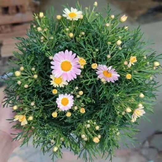 广州菊花玛格丽特 木茼蒿带花低价批发客厅室内 办公室绿植 花卉