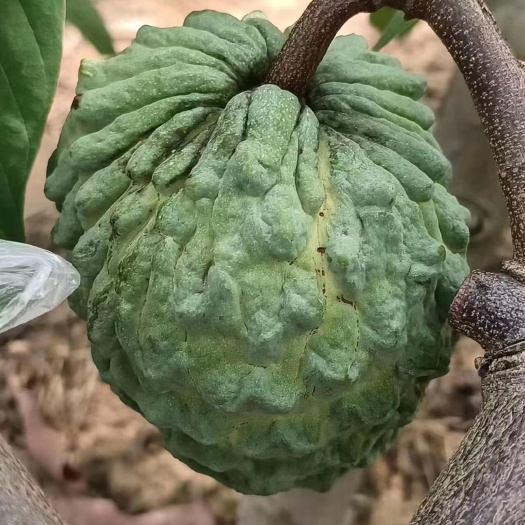 开平市牛奶释迦AP果