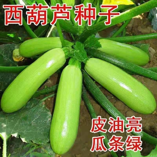 衡阳绿皮西葫芦种子籽早春早熟抗寒葫芦瓜油亮耐热角瓜种孑