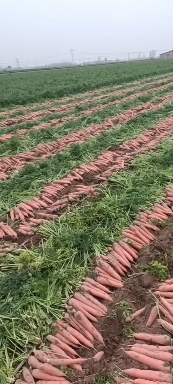 通许县精品三红胡萝卜