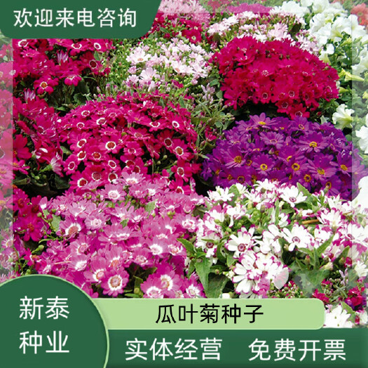 沭阳县常用花卉瓜叶菊种子办公室内 阳台盆栽庭院花卉混色