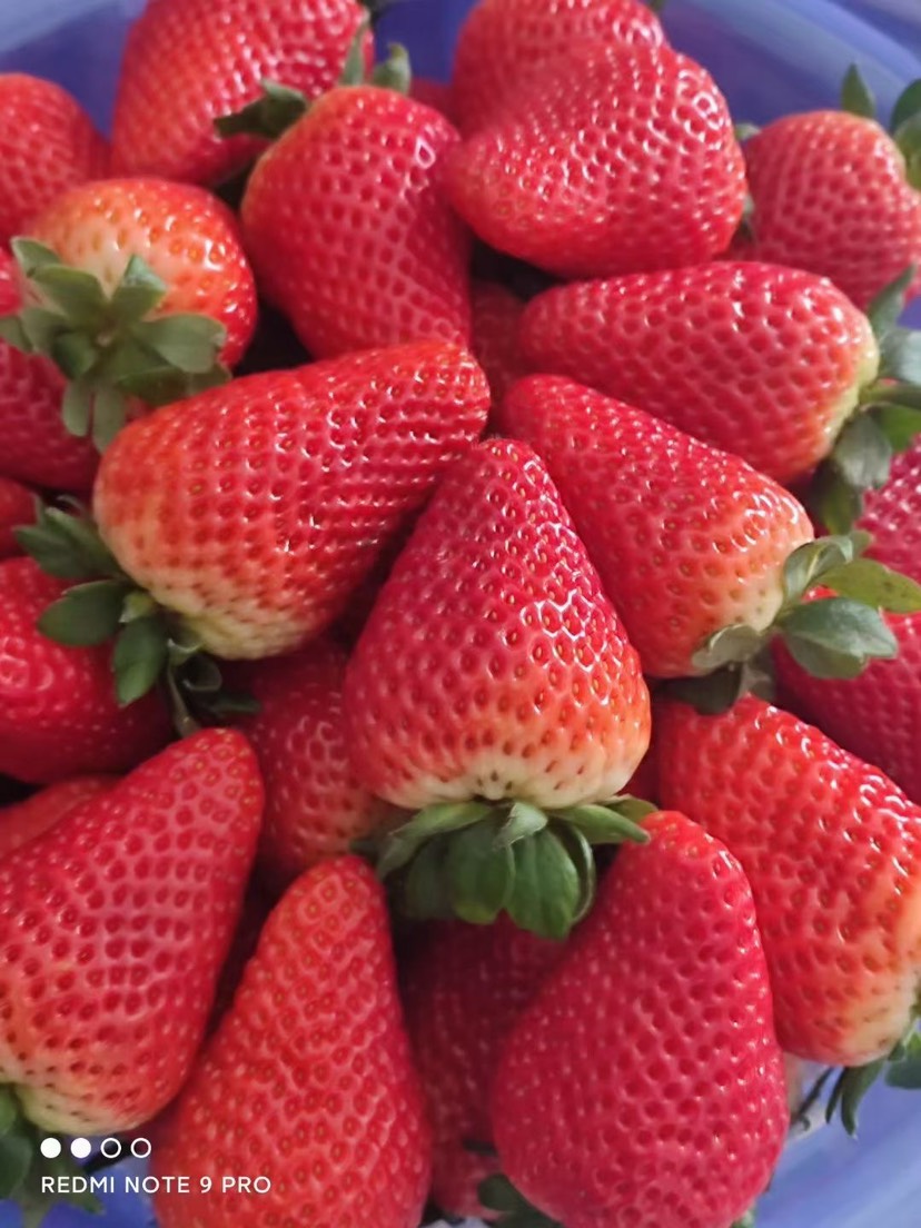 云南冬季牛奶草莓奶茶蛋糕烘焙糖葫芦冬季甜草莓,奶油香，水晶盒