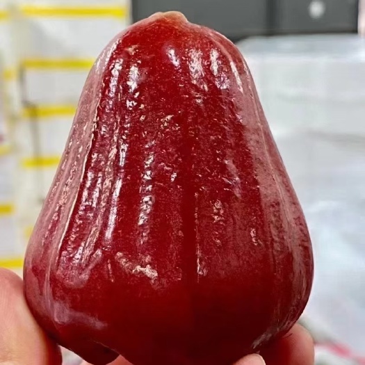 三亚黑金刚莲雾