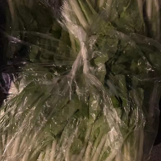 柳州精品快菜