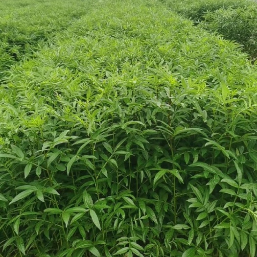 昭通九叶青花椒苗 九叶青花椒袋苗，量大，需要的老板赶紧联系