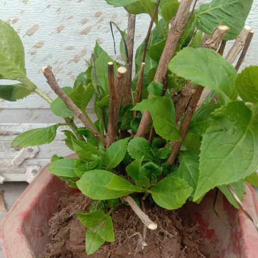 昆明绣球花苗老桩带花耐寒四季开花易活无尽夏变色庭院阳台盆栽花卉