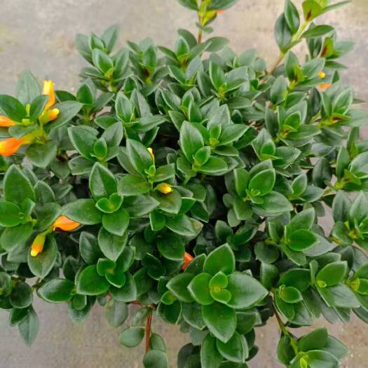 漳平市金鱼花吊兰耐寒耐热植物办公客厅花卉吸甲醛好养活盆栽