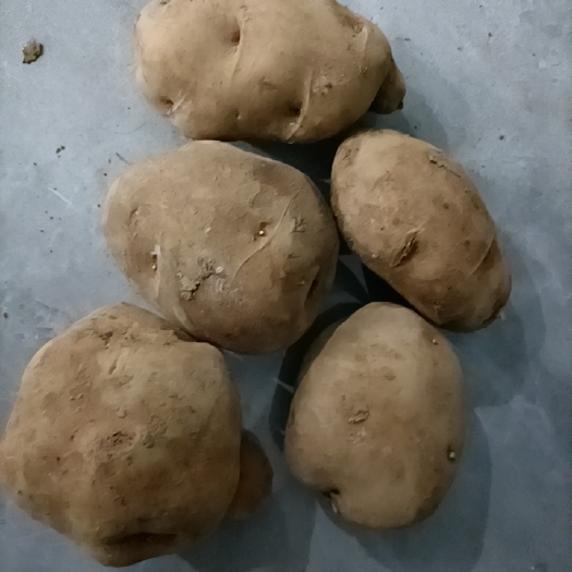 赫章县土豆