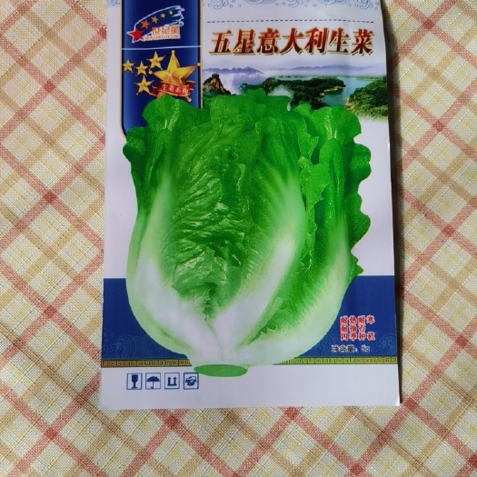 夏邑县意大利生菜种子