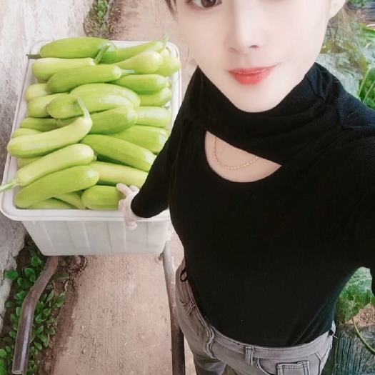 费县绿皮西葫芦