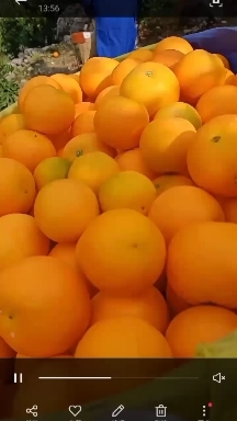 秭归县农果