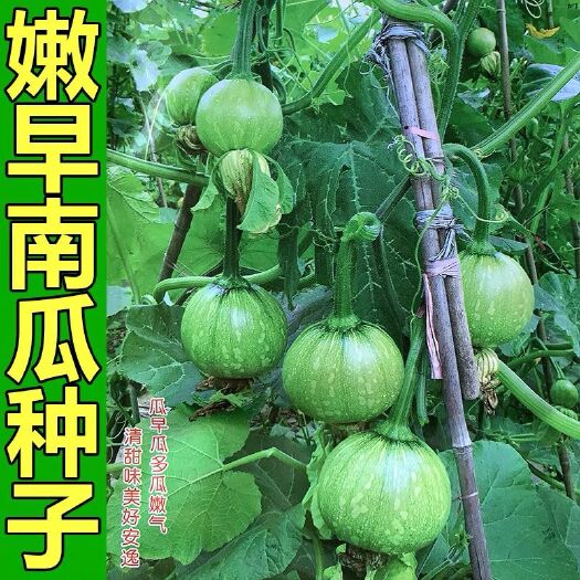 武汉早熟嫩小南瓜种子 一串铃南瓜种籽 丰产菜用青瓜春夏秋基地品质