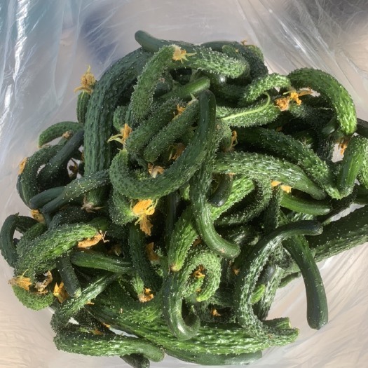 德州小黄瓜 次瓜