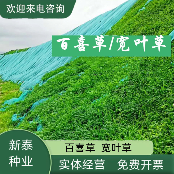 沭阳县护坡宽叶草草坪草籽四季常青百喜草种子庭院固土绿化狗牙根种子