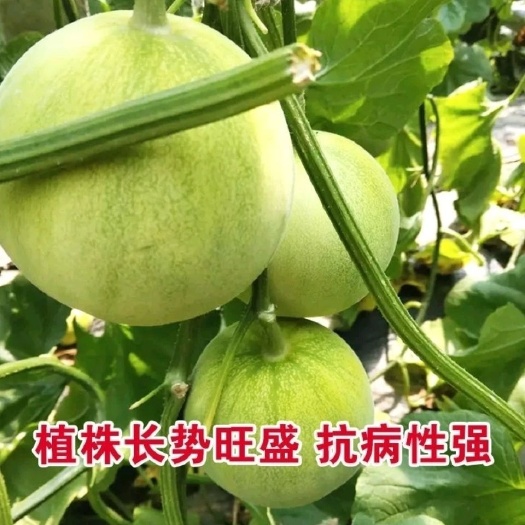 武汉甜宝甜瓜种孓春秋种植超甜籽甜脆香瓜籽基地品质放心种植