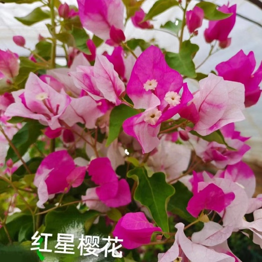 昆明多色三角梅 夜景重瓣三角梅花苗云南昆明产地直发 绿化工程