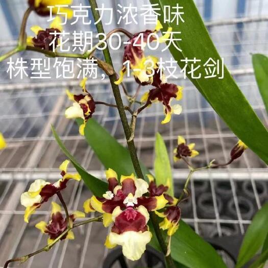 广州文心兰 特级含苞白力士金香吉祥兰紫薇三色香水蒙托光宗