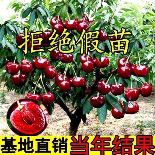 苍溪县乌克兰樱桃苗  乌克兰大樱桃苗车厘子正宗嫁接苗基地直发保湿发