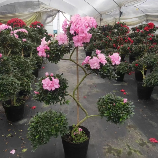 漳平市6层西玛游龙杜鹃花花卉基地发货价格优惠欢迎选购