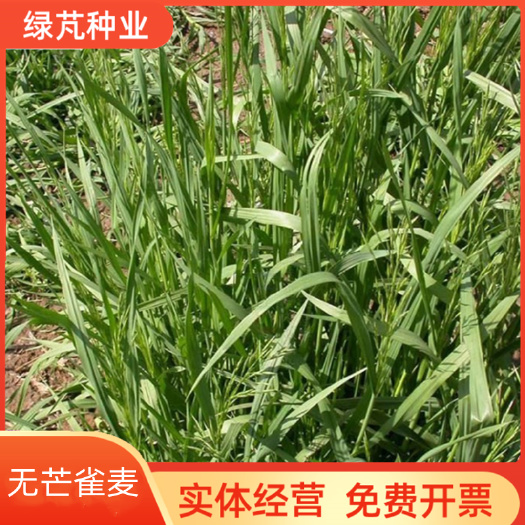 无芒雀麦种子多年生耐寒草四季青畜禽牧草籽猪牛羊驴鸡鹅兔鱼