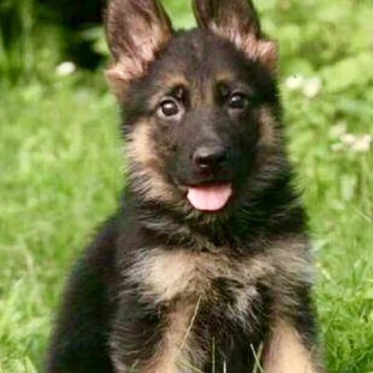 德国牧羊犬
