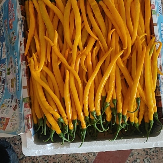 漳州黄线椒，基地种植